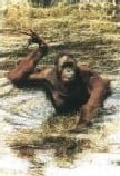 Orangutan Swimming