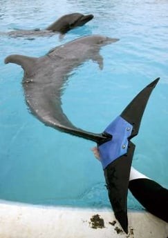 Dolphin Prosthesis