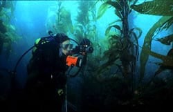Kelp Diving 2