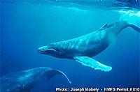 NOAA Humpback Whales