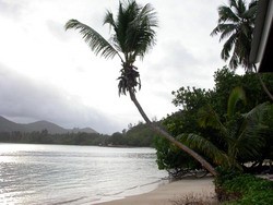 Seychelles - Palm
