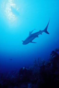 abi-shark-1.jpg
