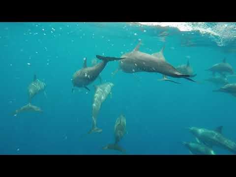 Kimbe Bay Dolphins