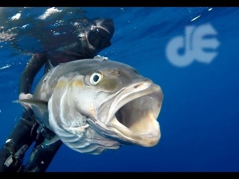 Deep Spearfishing Encyclo: (You) Hold, Dive, Shoot.