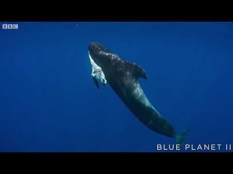 Mother pilot whale grieves over her dead calf  - The Blue Planet II: Episode 4 preview - BBC One
