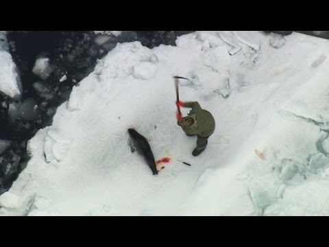 2014 Canadian Seal Hunt Exposed