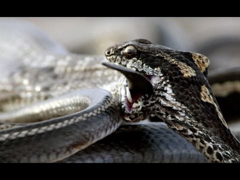 Iguana vs Snakes | Behind the Scenes | Planet Earth II