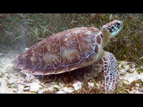 Snorkeling Hol Chan Marine Reserve | Belize