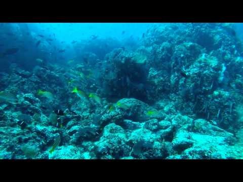 Caño Island Scuba Diving Trip