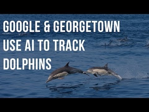 Georgetown Professor Uses Google's Image AI to Track Dolphins