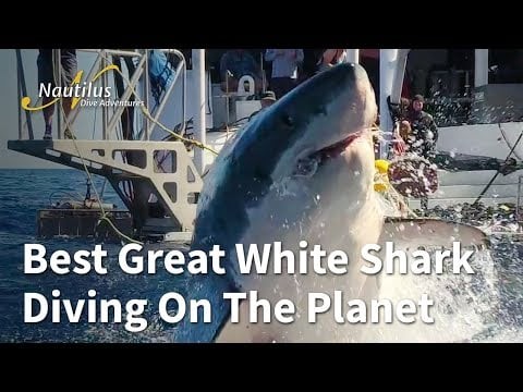 Best Great White Shark Diving On The Planet #Shark #Jaws #Guadalupe