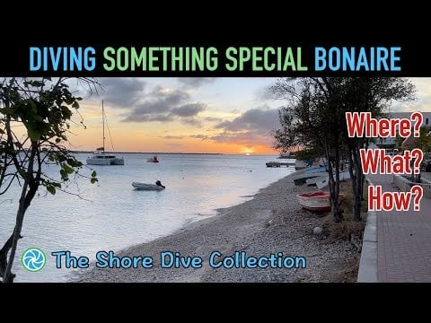 Diving Something Special Bonaire | The Shore Dive Collection | TropicLens   4K