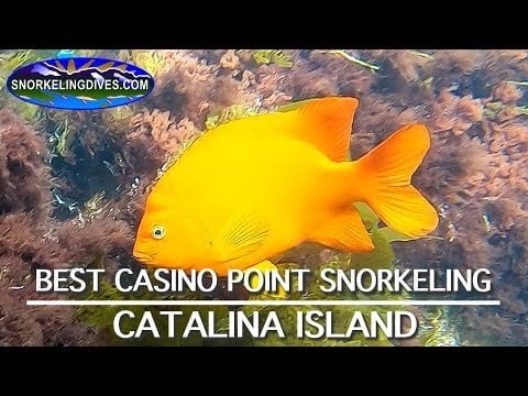 Casino Point Underwater Park Snorkeling | Catalina Island