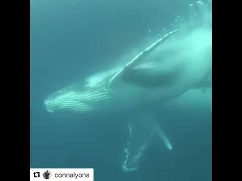 Whale nearly crushes freedivers