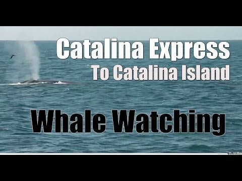 Whale Watching from Catalina Express
