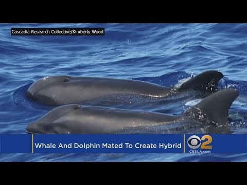 New Hybrid Whale-Dolphin Discovered Off Hawaii