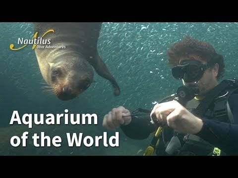 Sea of Cortez - Aquarium of the World #SeaLions #SchoolsOfFish #Liveaboard