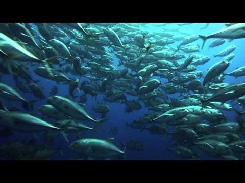 Best Of Cocos Island Diving, Costa Rica