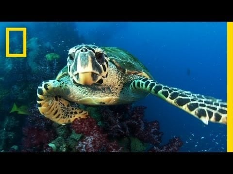 New Protected Ocean Area Is Bigger Than All U.S. National Parks Combined | National Geographic
