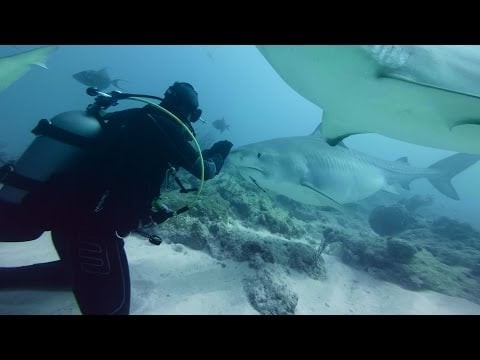 GoPro VR BTS: Diving with Sharks