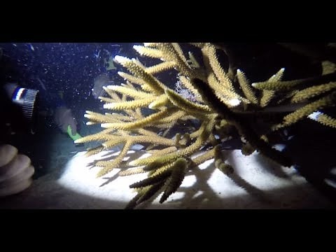 2015 Coral Spawn Research Trip to the Florida Keys