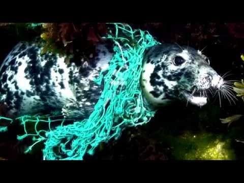 OceanPositive - World Oceans Day Film