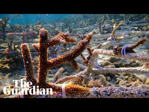 Previously unheard fish sounds from restored coral reef: 'Whoops, purrs and grunts'