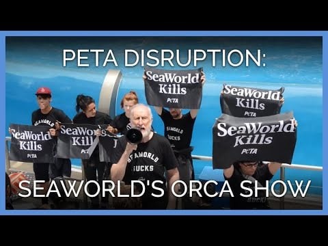 James Cromwell and PETA Take Over SeaWorld's Orca Show