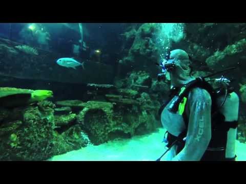 Mandalay Bay Shark Reef - Diving with the Sharks