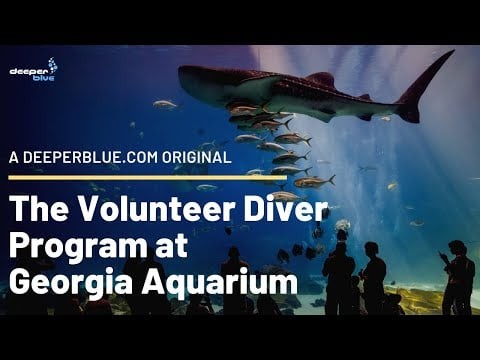 The Volunteer Diver Program at Georgia Aquarium