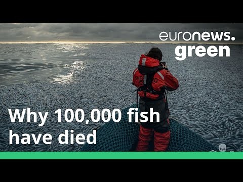 Shocking’ footage shows more than 100,000 dead fish discarded off the coast of France