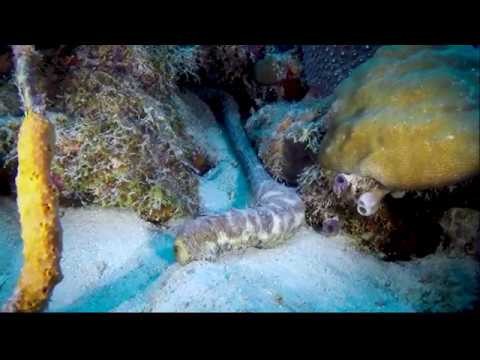 Bonaire: Andrea II, Bari Reef dive sites