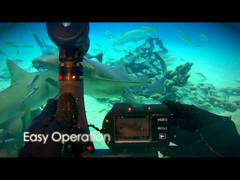 Sea Life MicroHD 30 Second Spot Shark week 2015