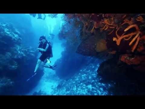 Best Scuba Diving in the World, Cozumel, Mexico: Palancar Gardens Wall (HD - 1080p)