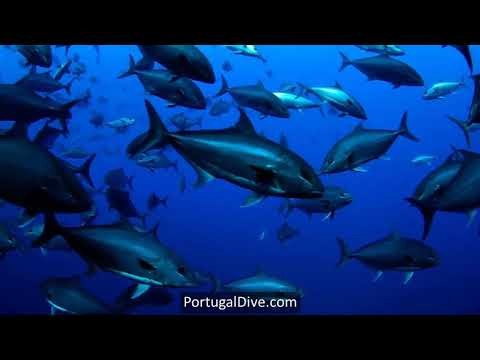 Diving in Portugal is fantastic