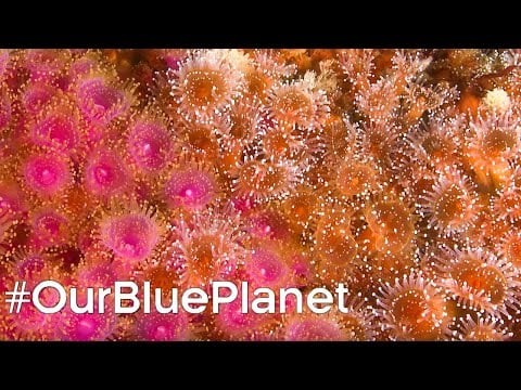 Protecting Scotland's Coral Reefs #OurBluePlanet | BBC Earth
