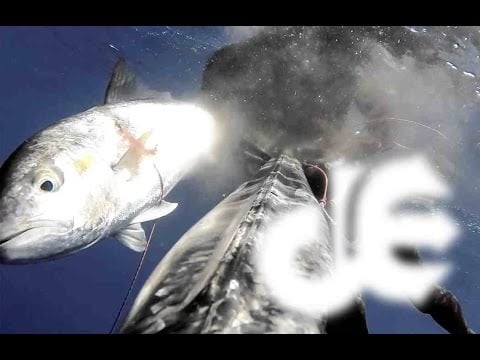 Deep Spearfishing Encyclo: (You) Hold, Dive, Shoot. Pt.3!