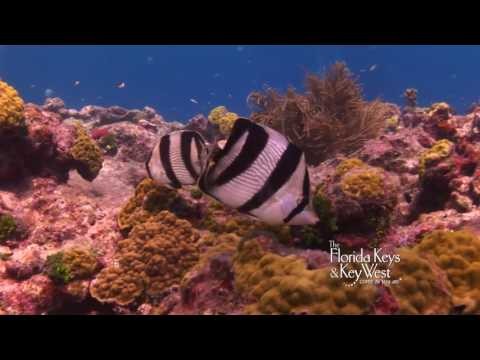 Dive Western Sambo, Key West