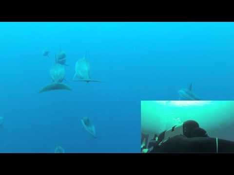 SCUBA Diving with Hawaiian Dolphins