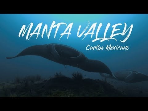 Diving With Manta in Mexican Caribbean