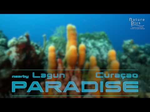 Curacao Dive Site Guide | Paradise | Dive Curacao - Dutch Caribbean