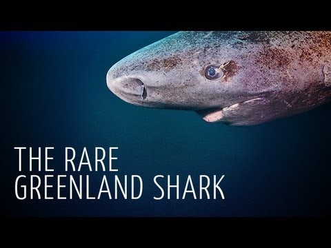 Rare Encounter with Greenland Shark - Adam Ravetch