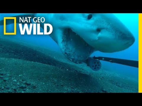 Great White Shark Steals Camera, Goes on Wild Ride | Nat Geo Wild