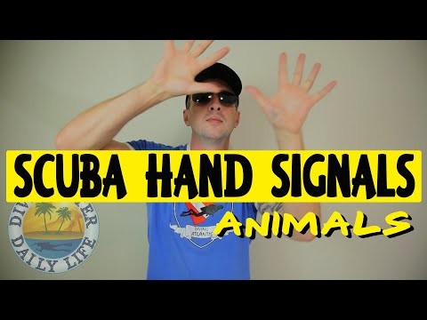 Scuba hand signals for marine life – animals
