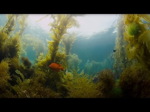 Nate and Sean | Water Breathing Dragon - 4K RED DRAGON Underwater | Shot on RED