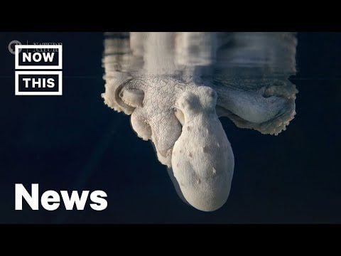 Why This Octopus Changes Colors in Her Sleep | NowThis