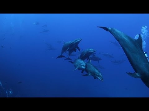 Socorro 2017 - Diving with Giant Manta Rays, Dolphins and Sharks HD - Mexico