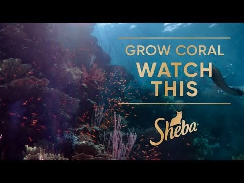 Help Restore Coral Reefs. Watch The Film That Grows Coral | Sheba Hope Reef