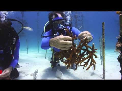 ? Coral Restoration Foundation, Planting Staghorn corals   YouTube