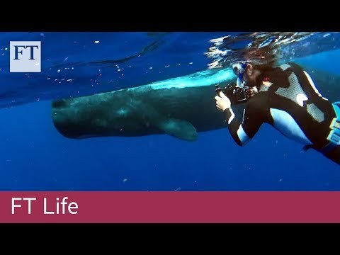 Free-diving with sperm whales off the coast of Dominica